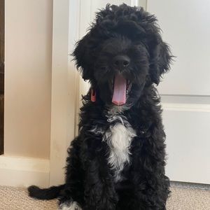 Meet your Posher, Katie